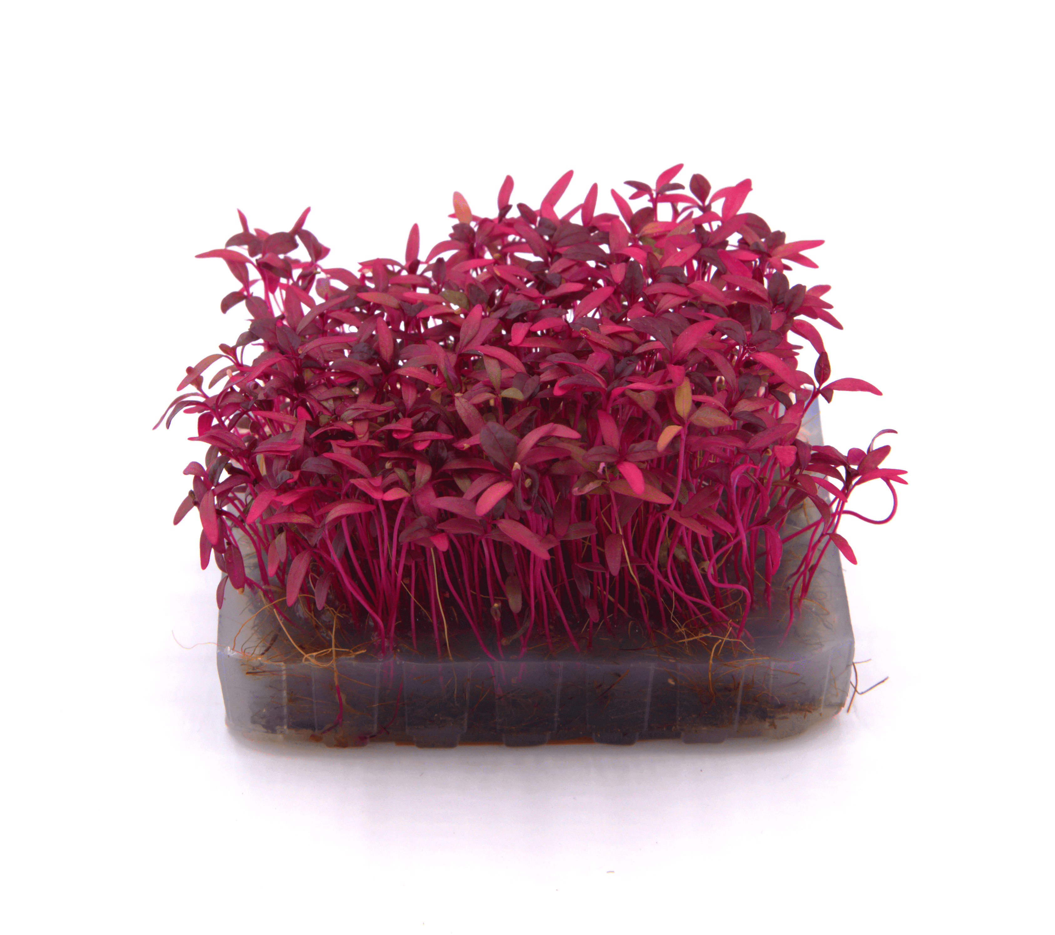 Micro-pousse de Amarante Grenat