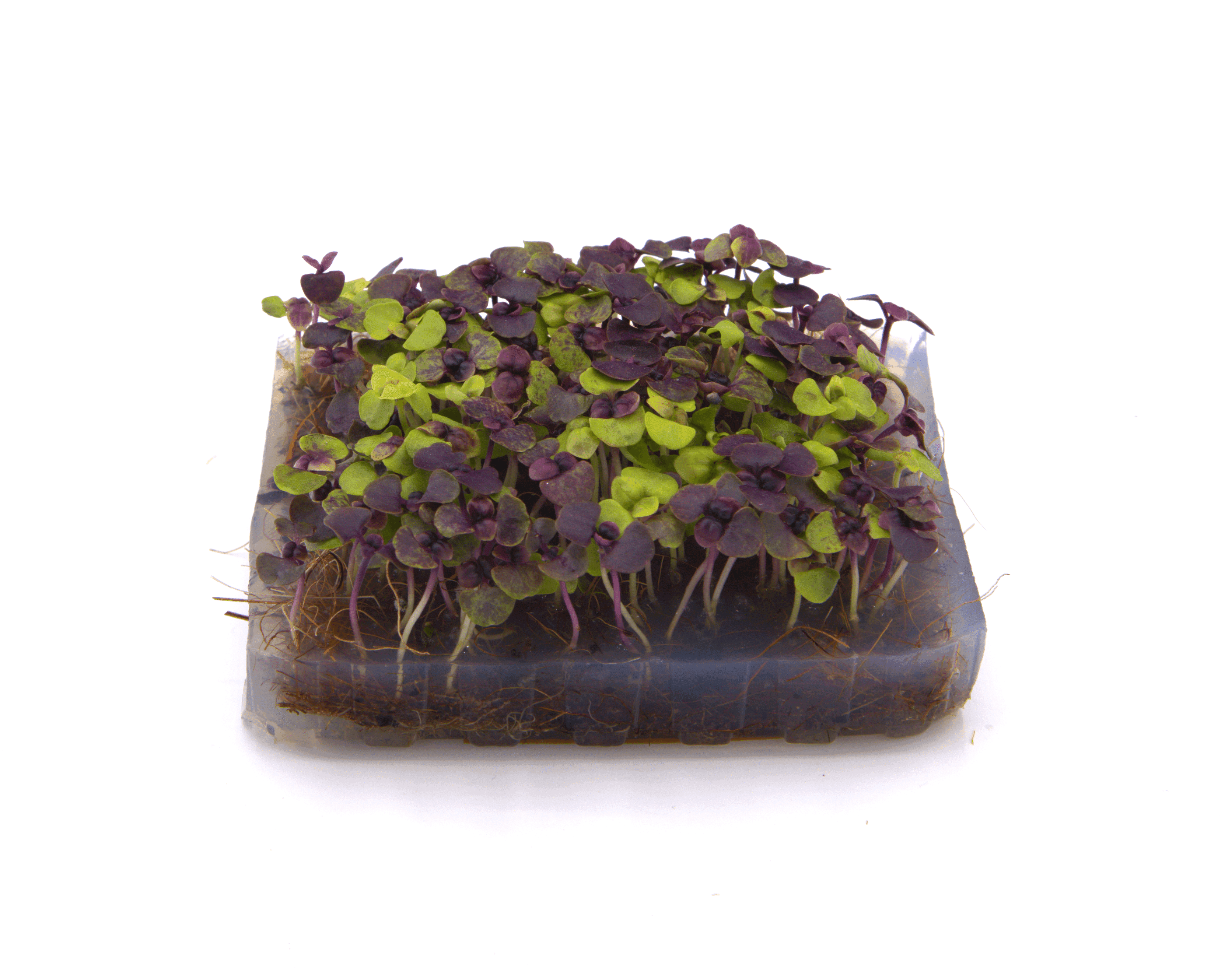 Micro-pousse de Basilic Opale Rouge