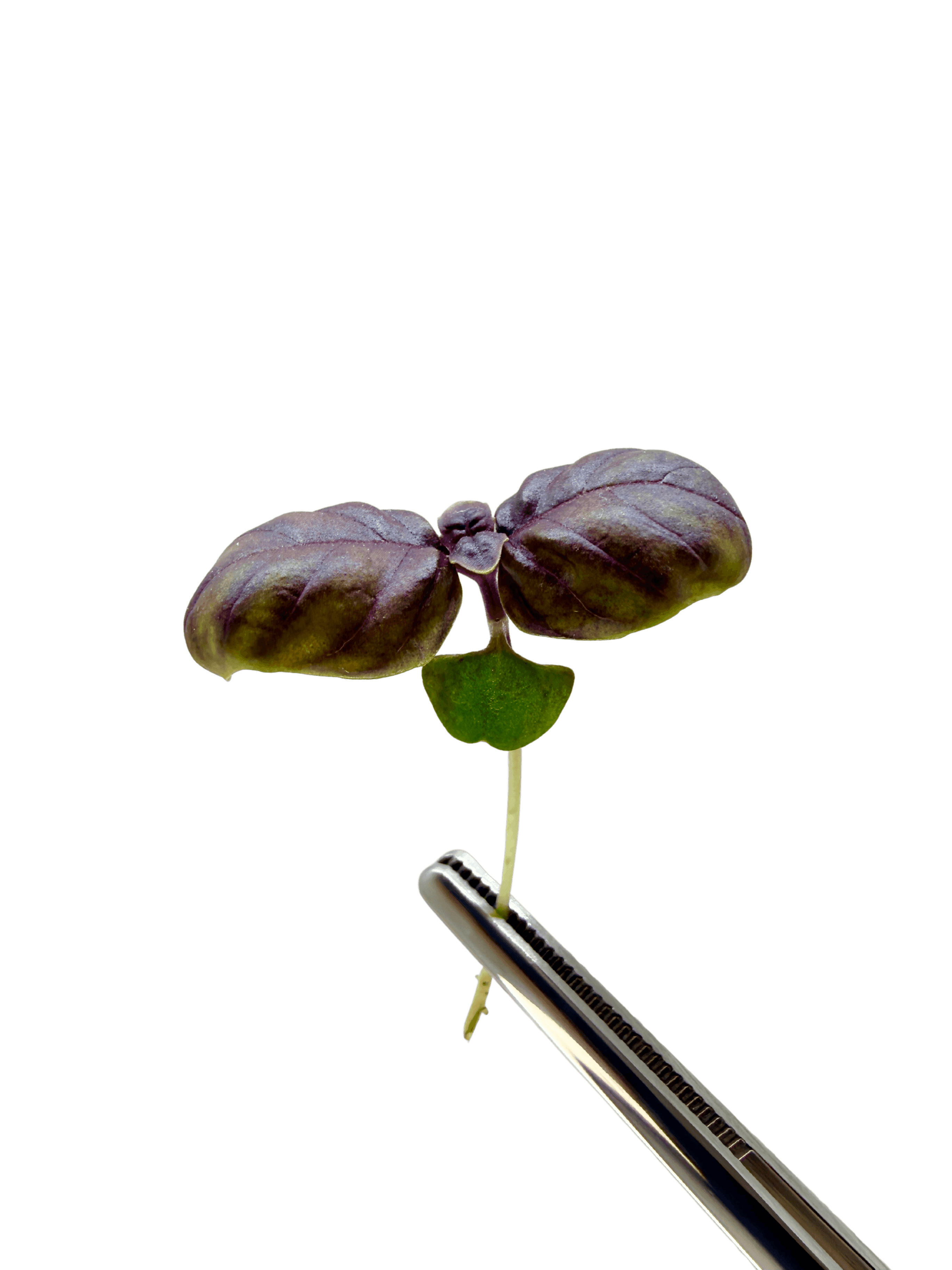 Basilic Opale Rouge