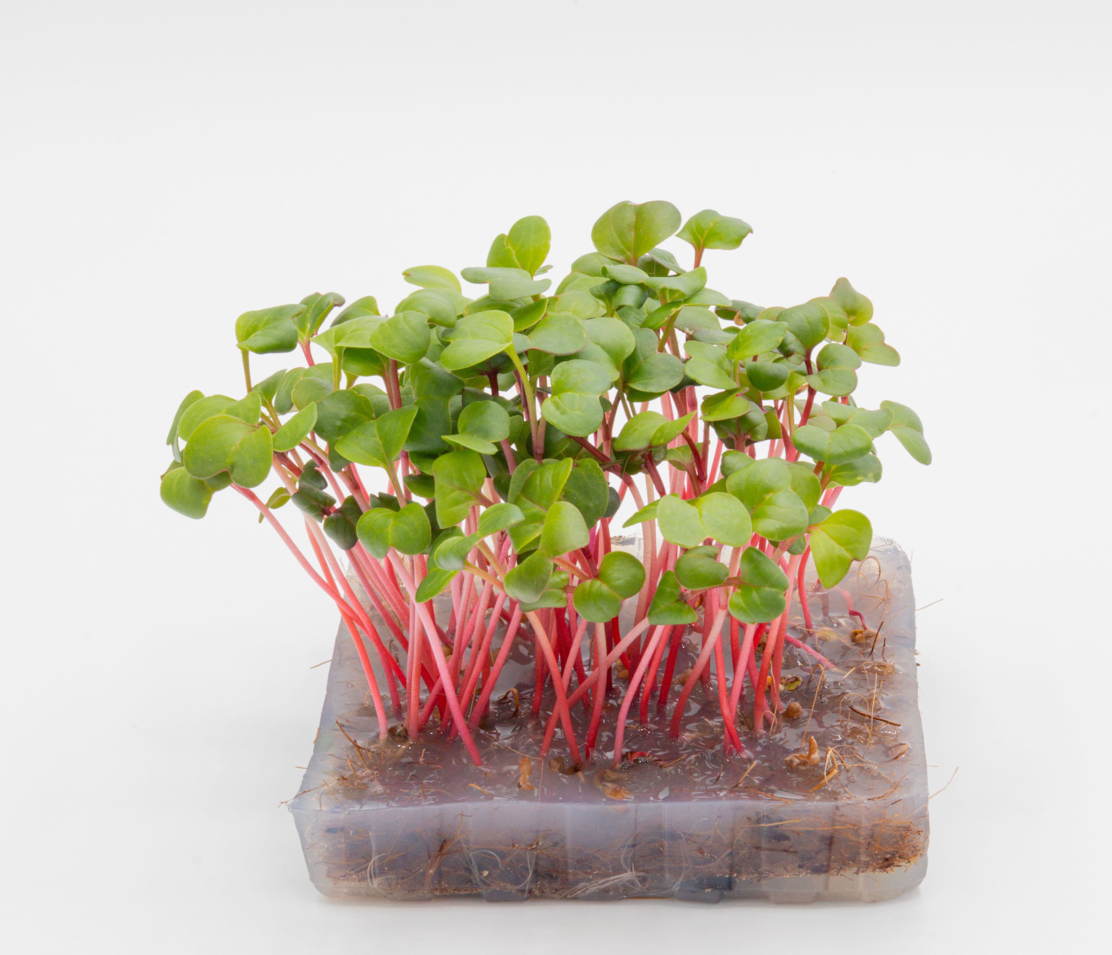 Micro-pousse de Radis Rose de Chine
