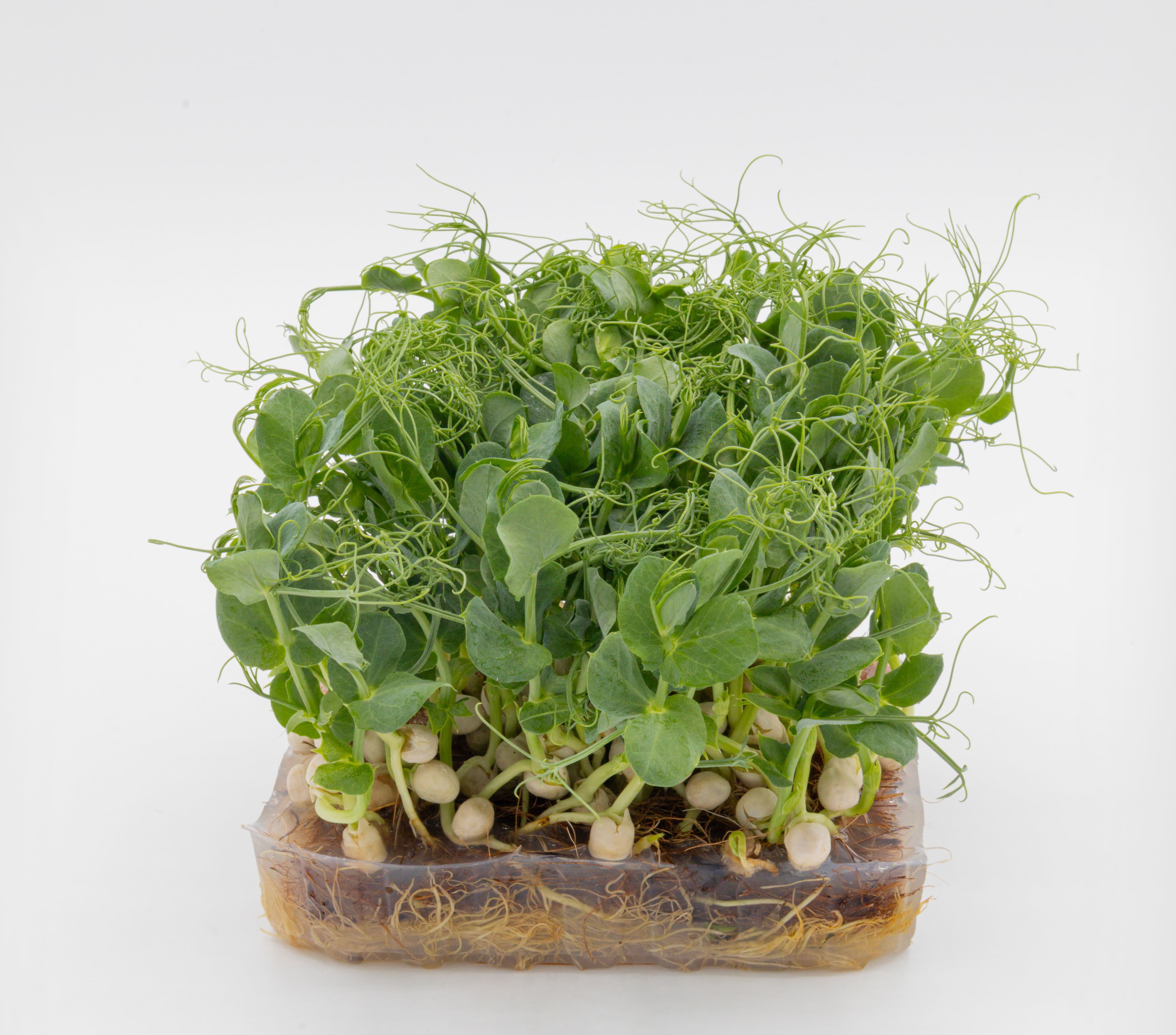 Micro-pousse de Pois Jumbo