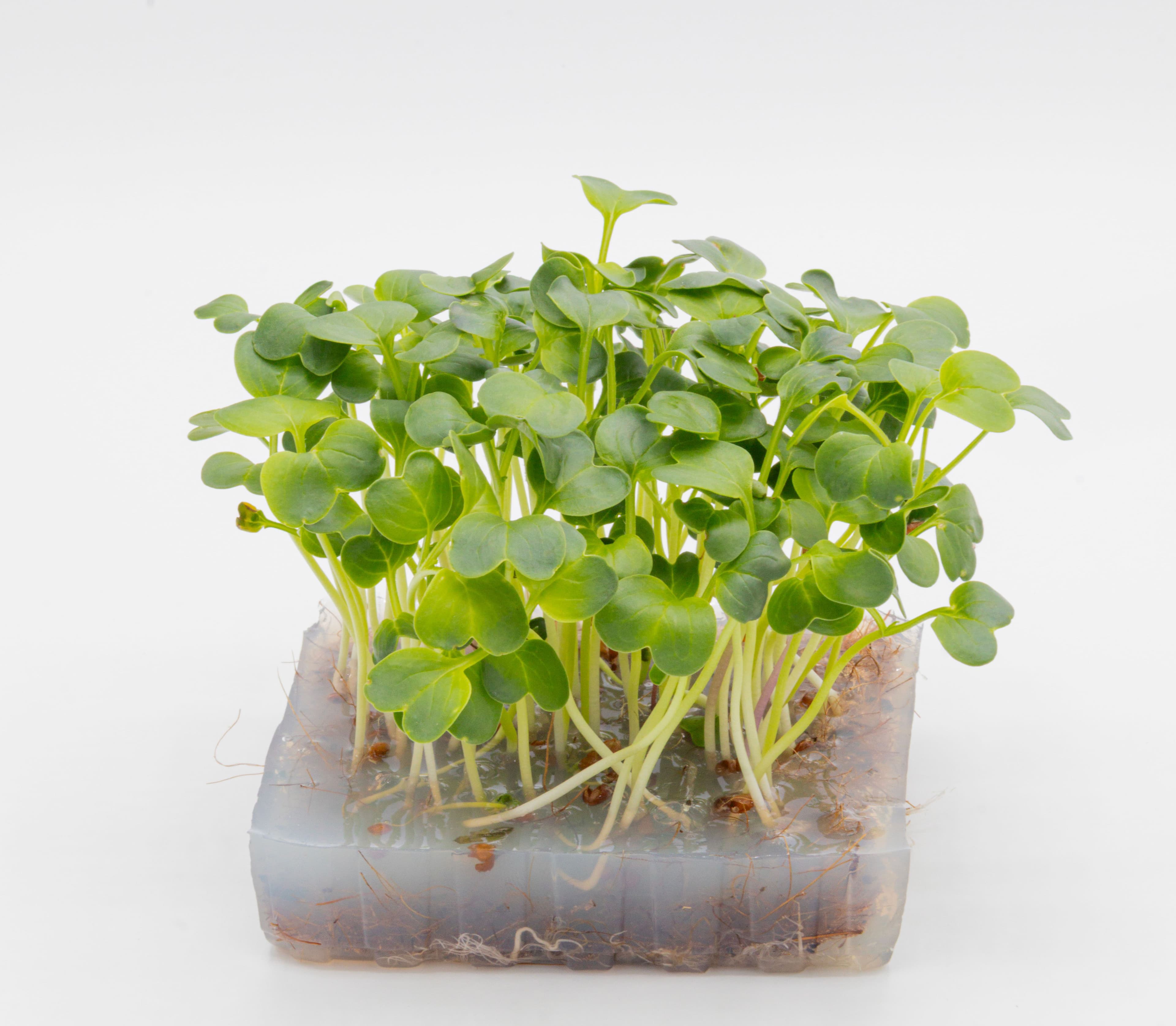 Micro-pousse de Radis Daïkon