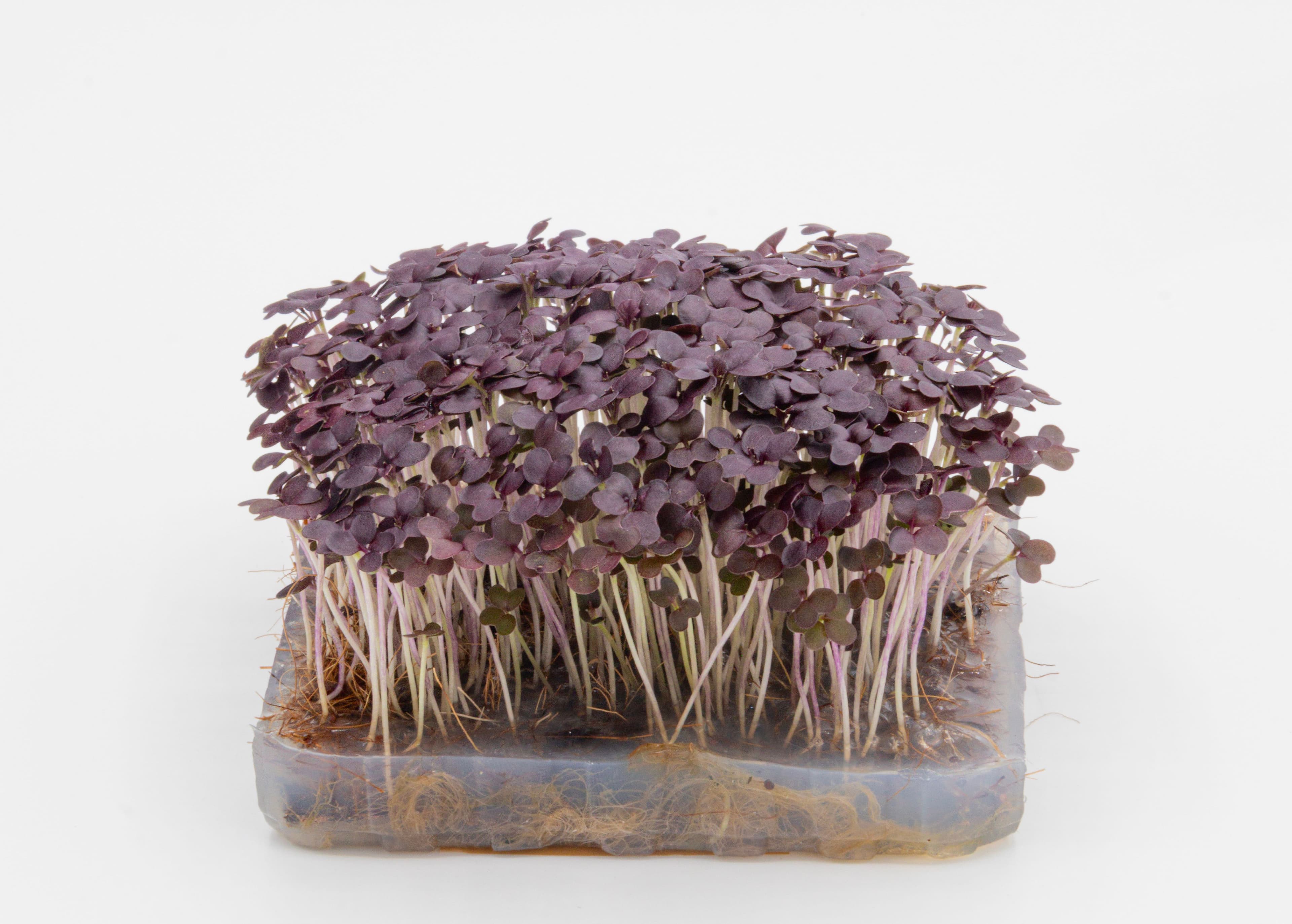 Micro-pousse de Moutarde Japonaise