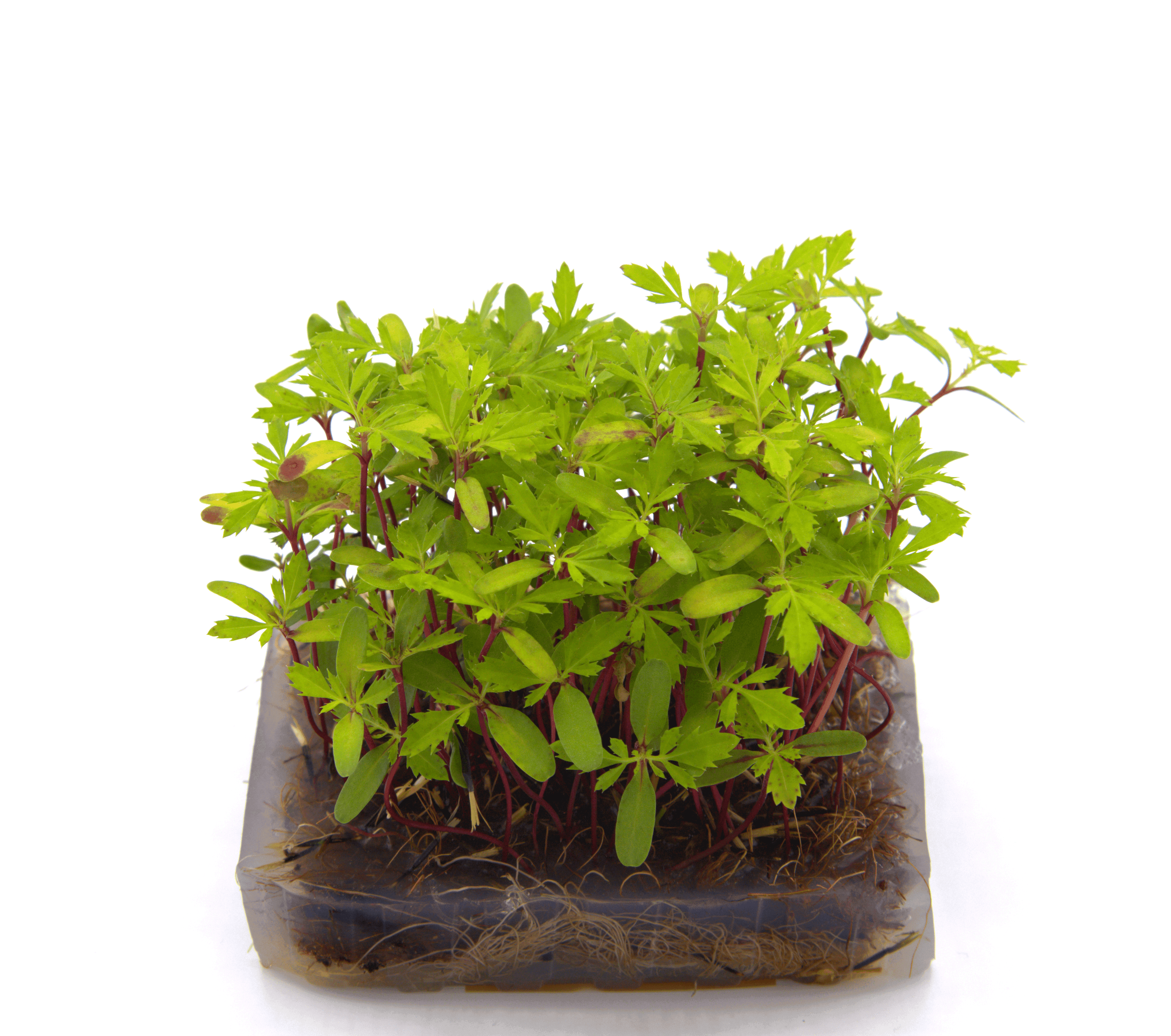 Micro-pousse de Tagète Péruvienne