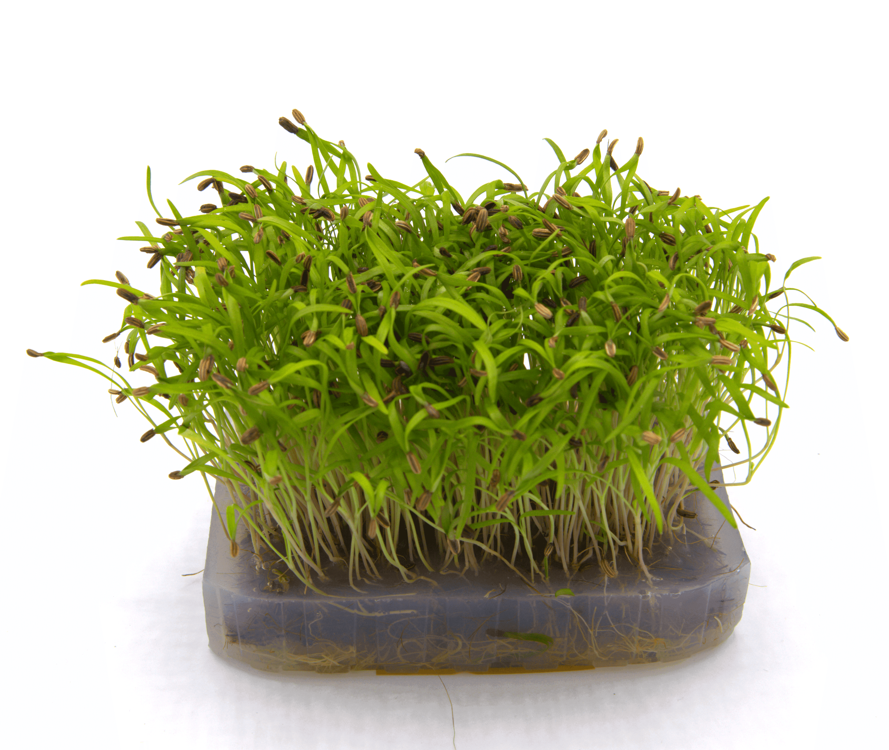 Micro-pousse de Fenouil