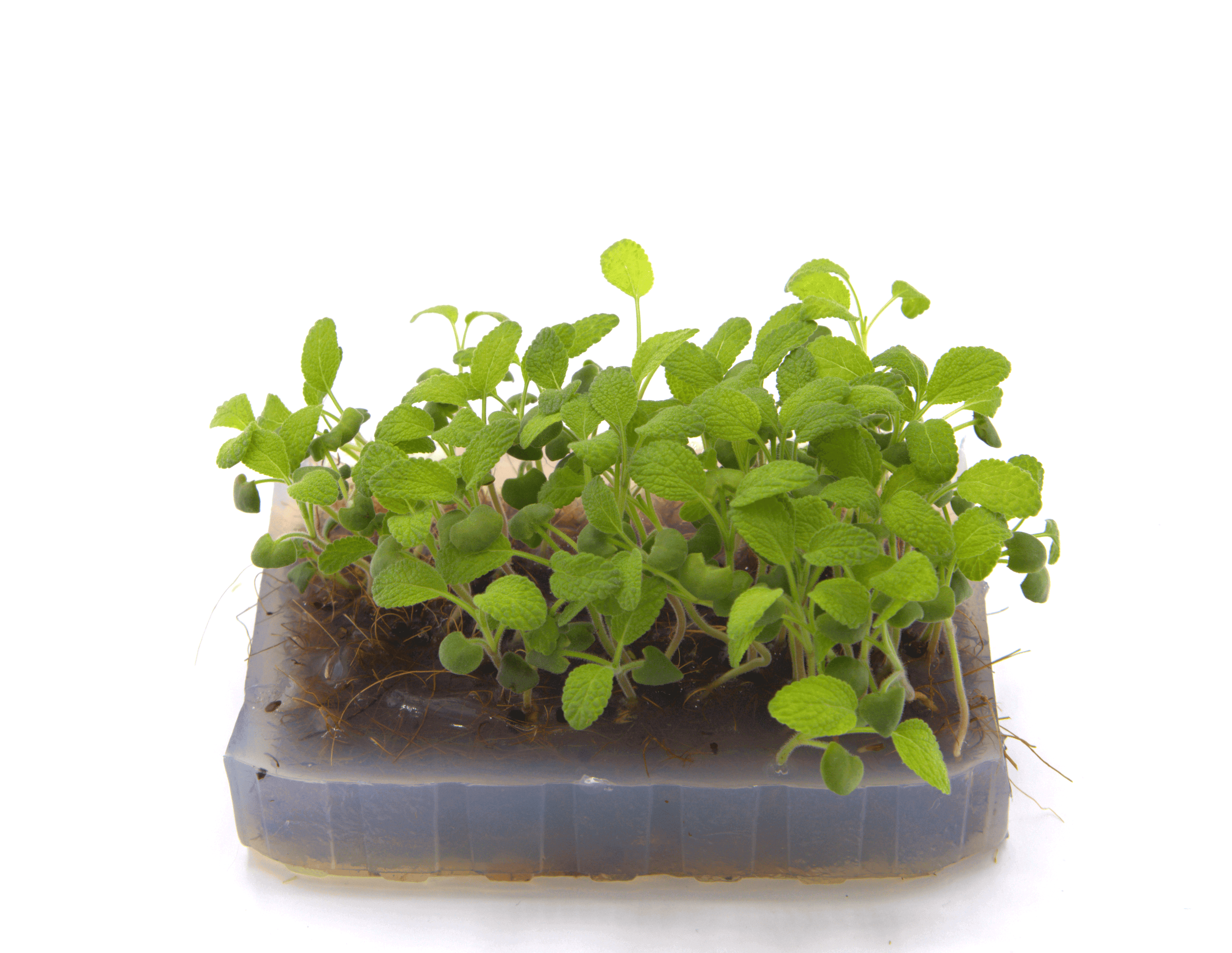 Micro-pousse de Sauge