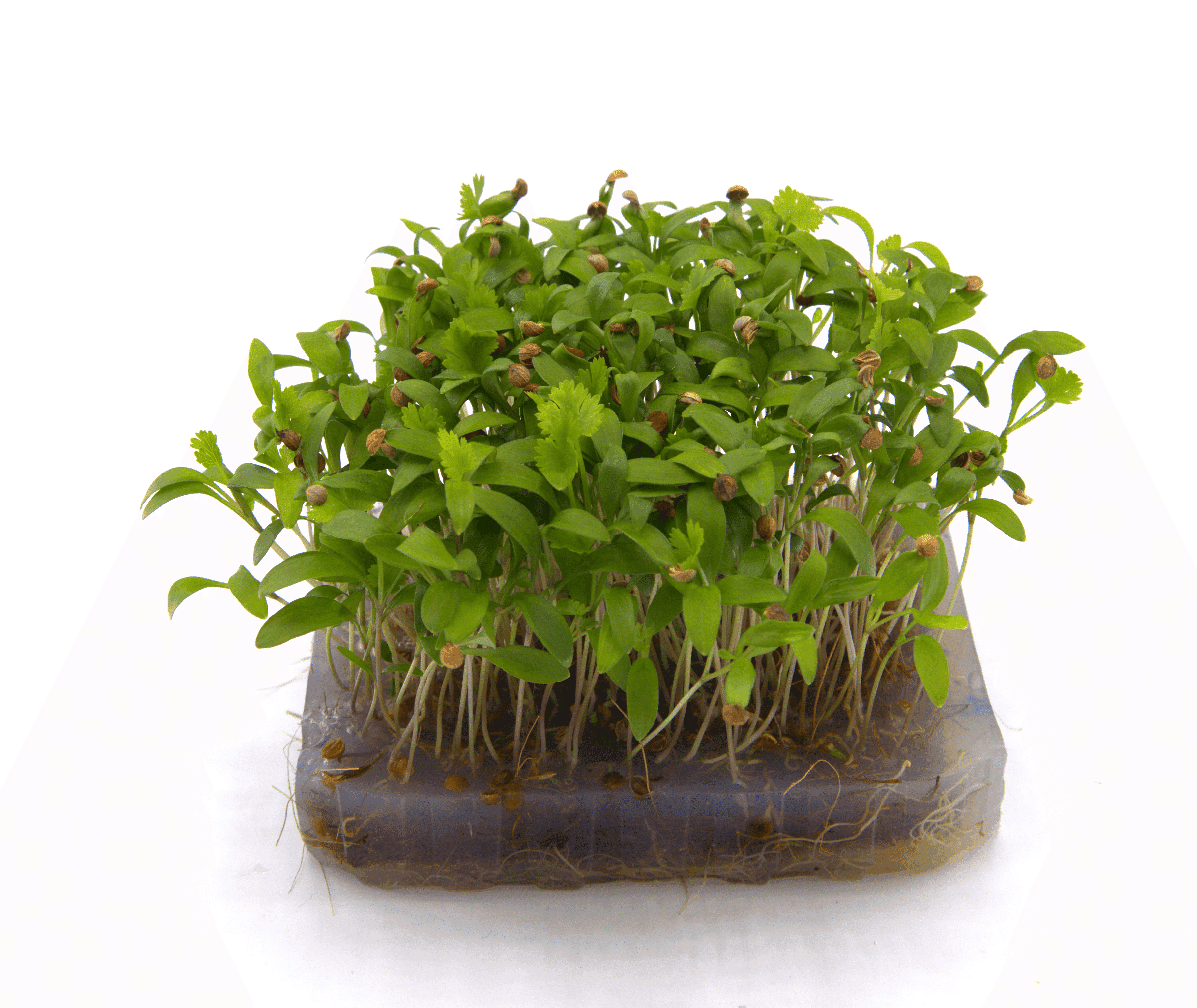 Micro-pousse de Coriandre