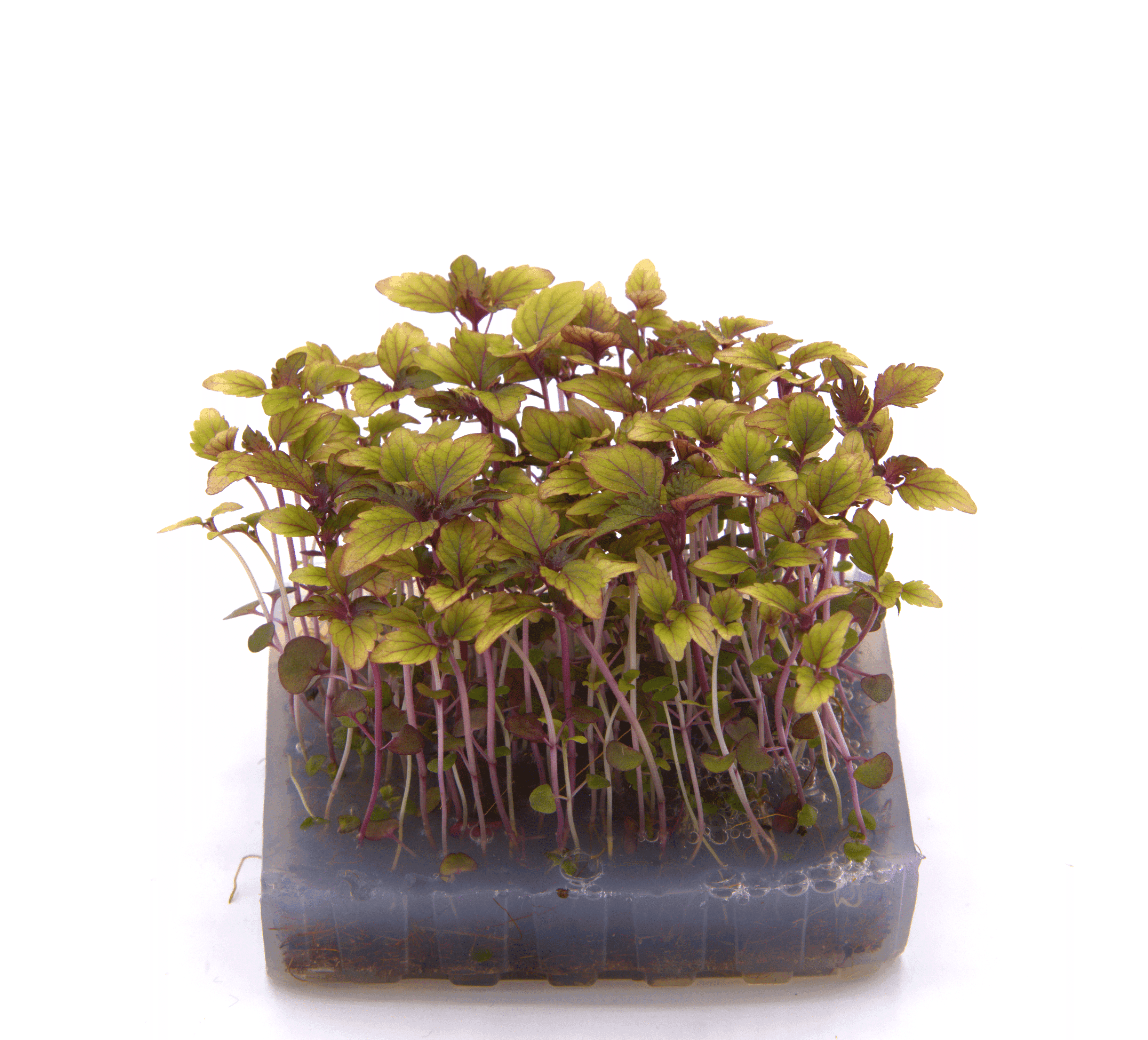 Micro-pousse de Shiso Kimi