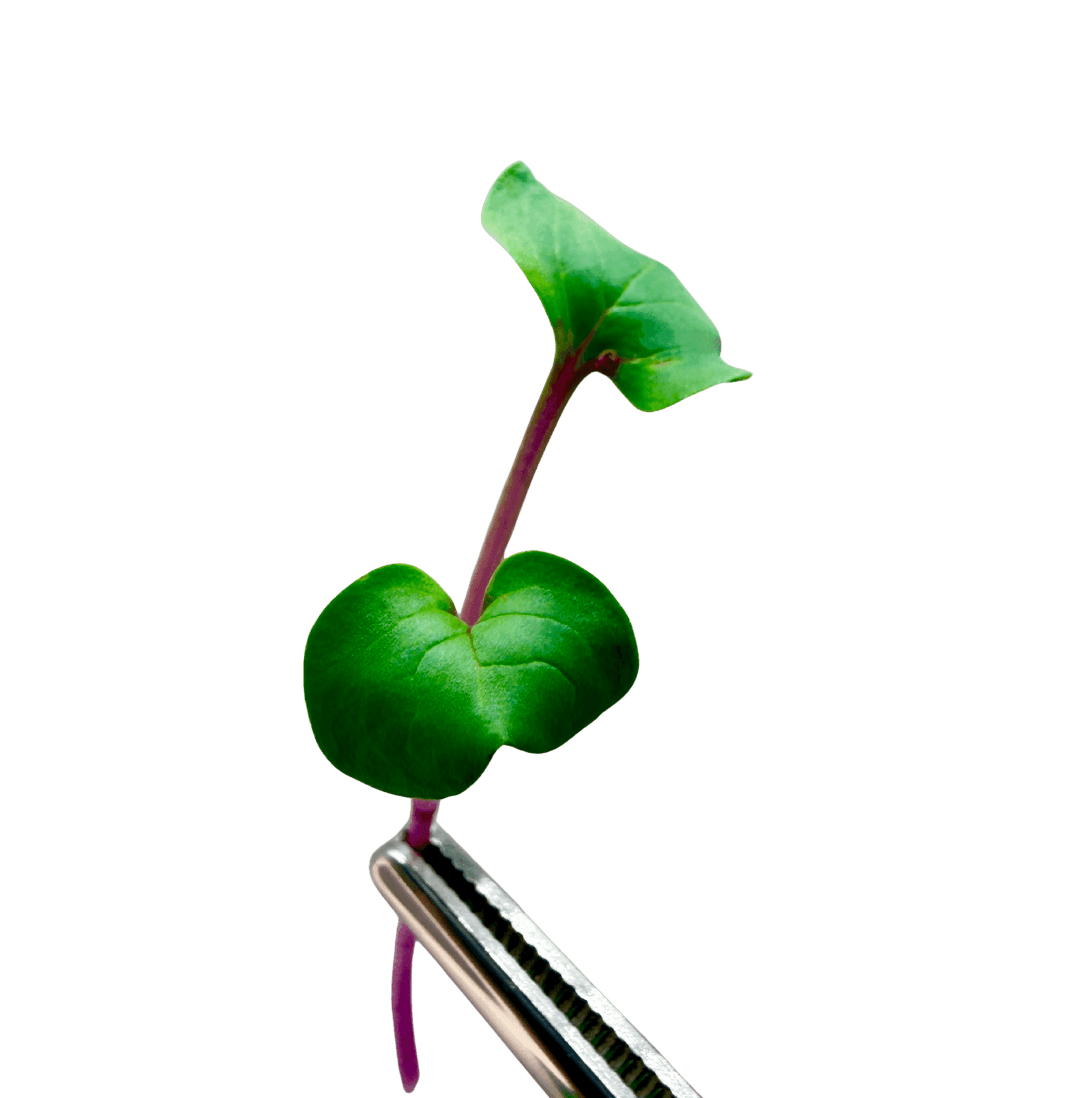 Radis Rose de Chine
