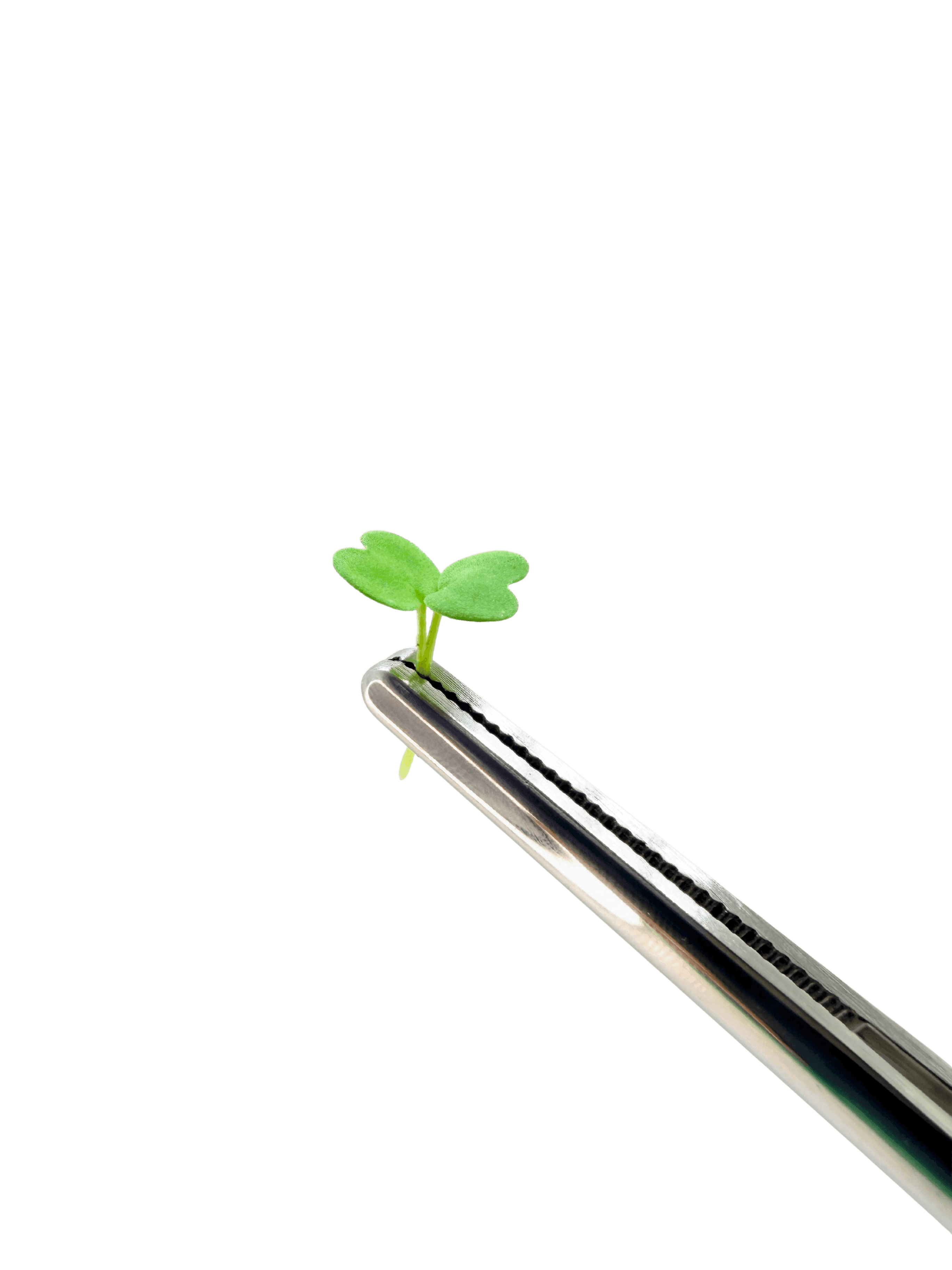 Roquette