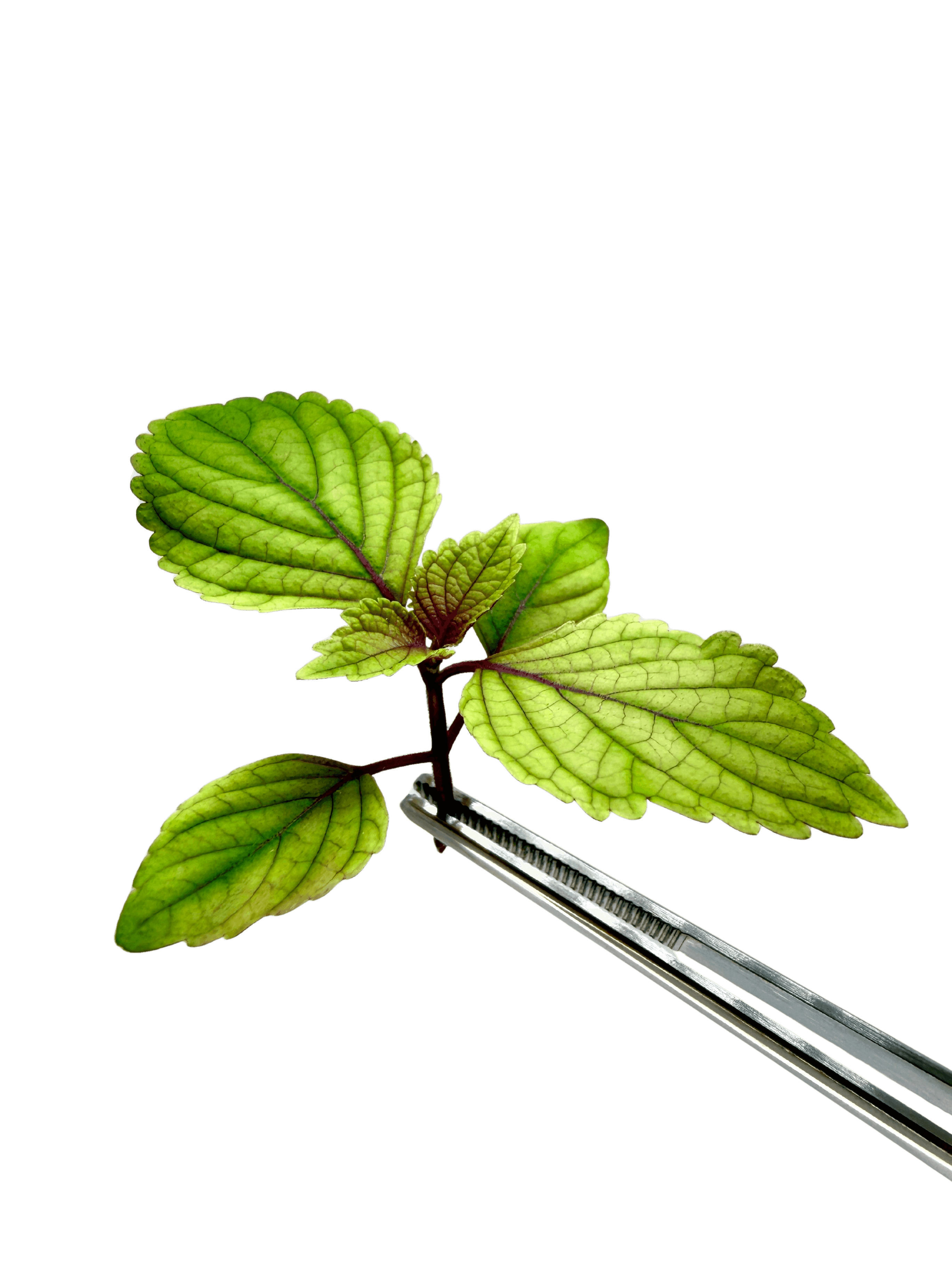 Shiso Kimi