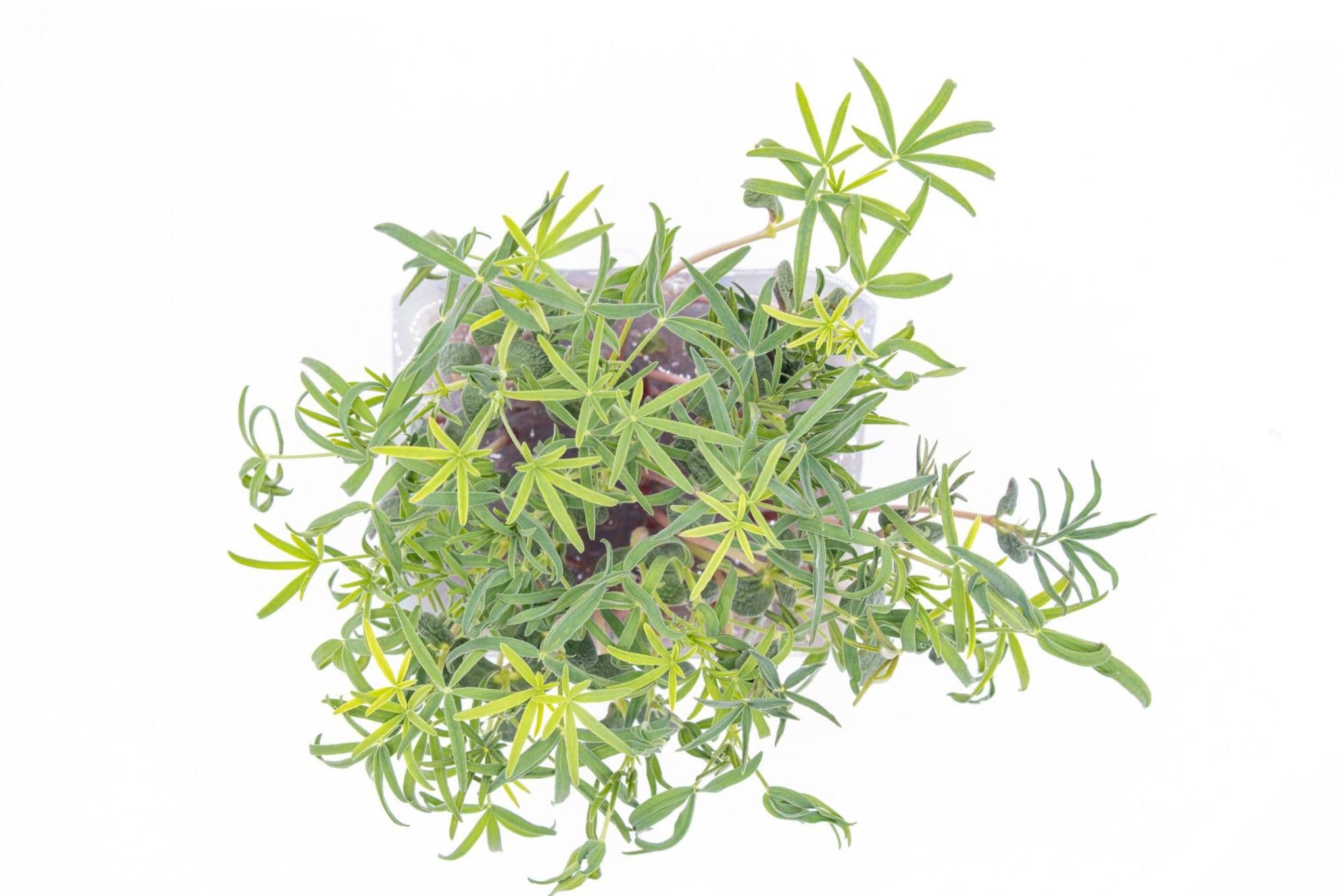 Lupin, photo 2