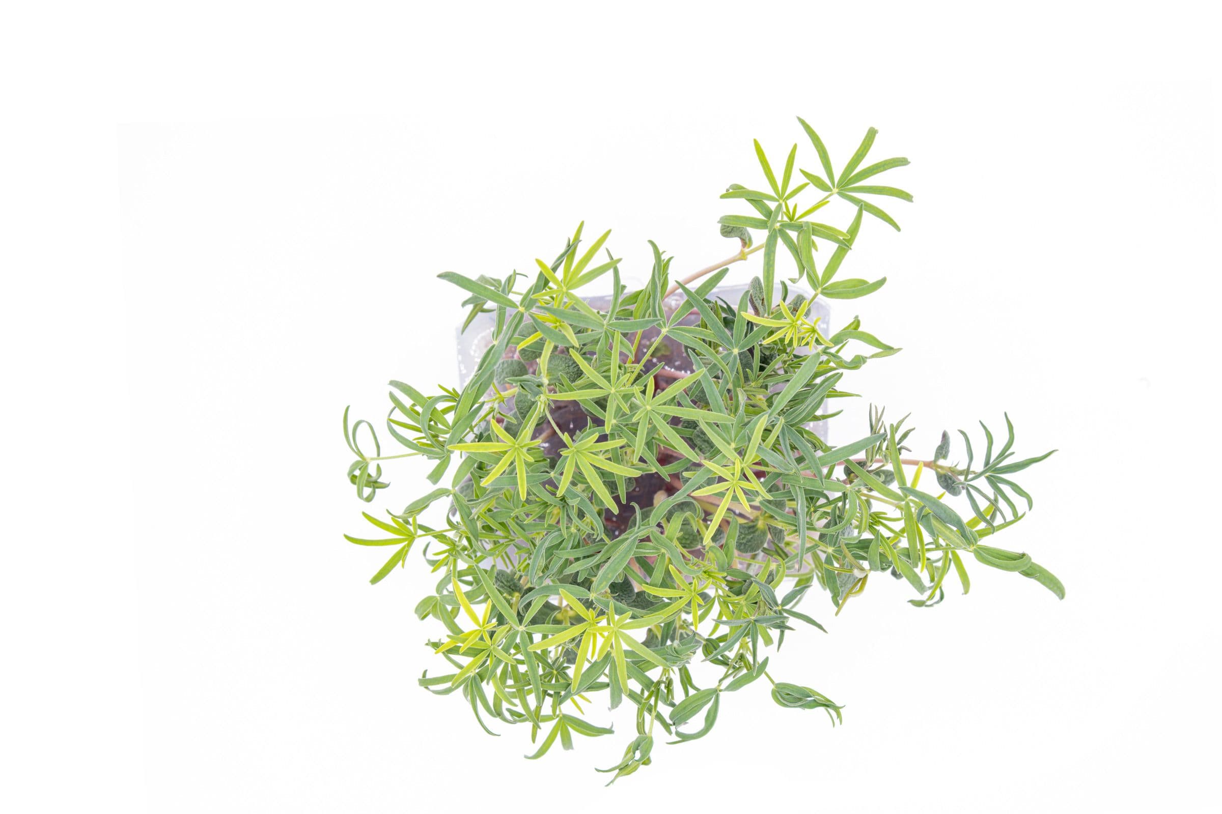 Lupin, photo 2