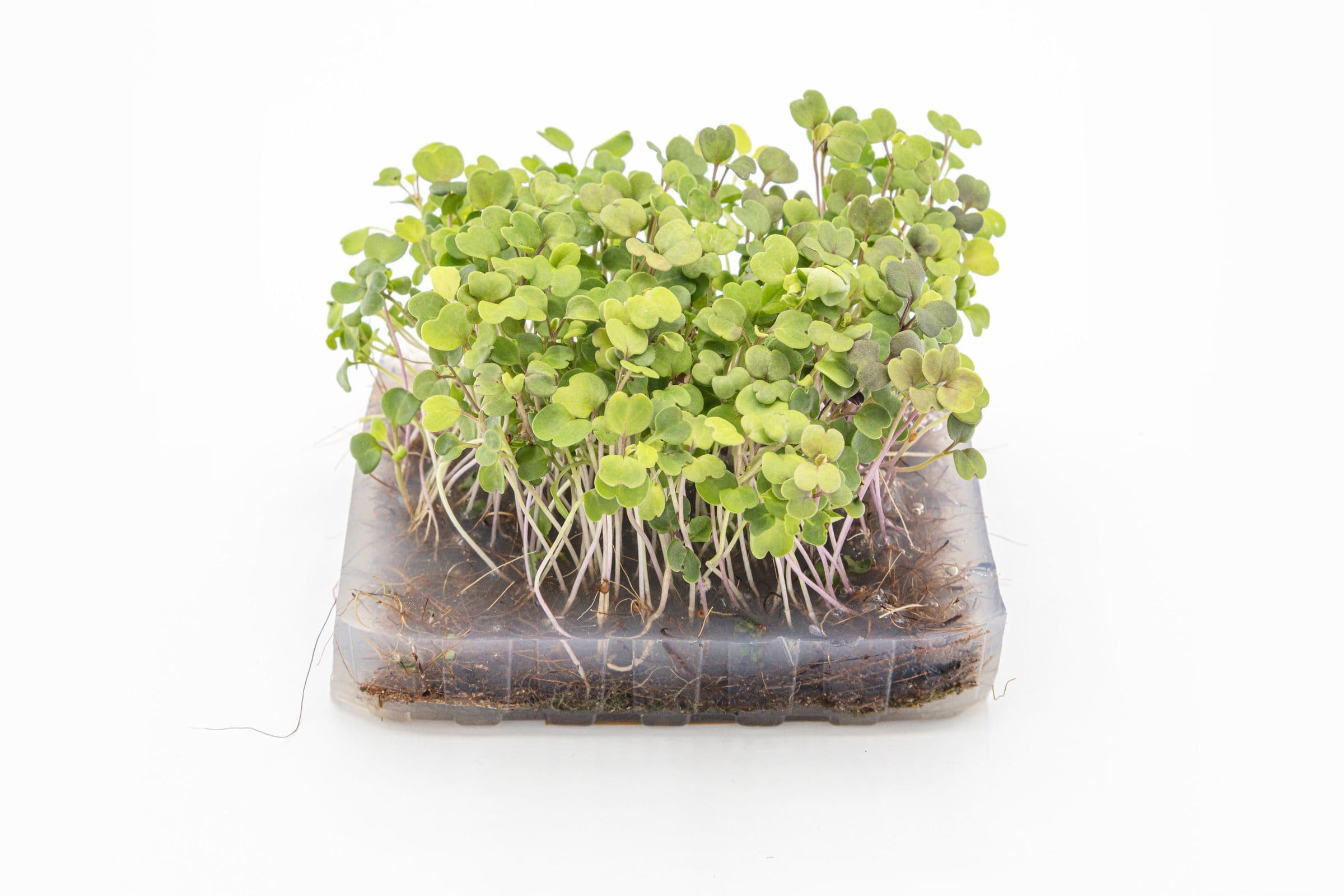 Roquette