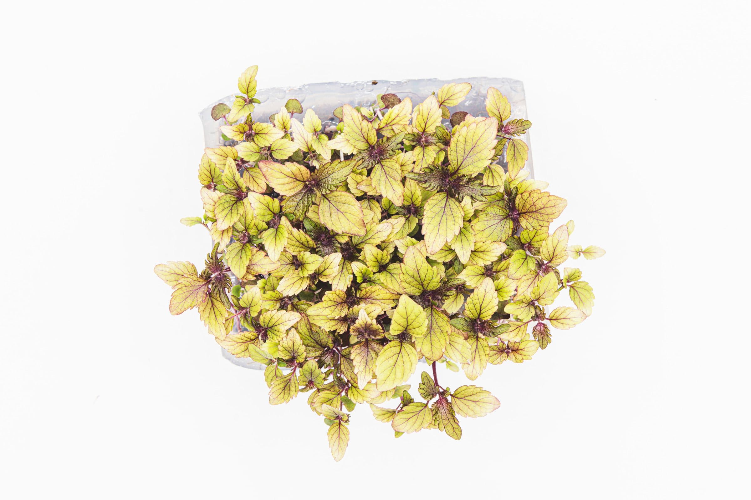 Shiso Kimi, photo 2