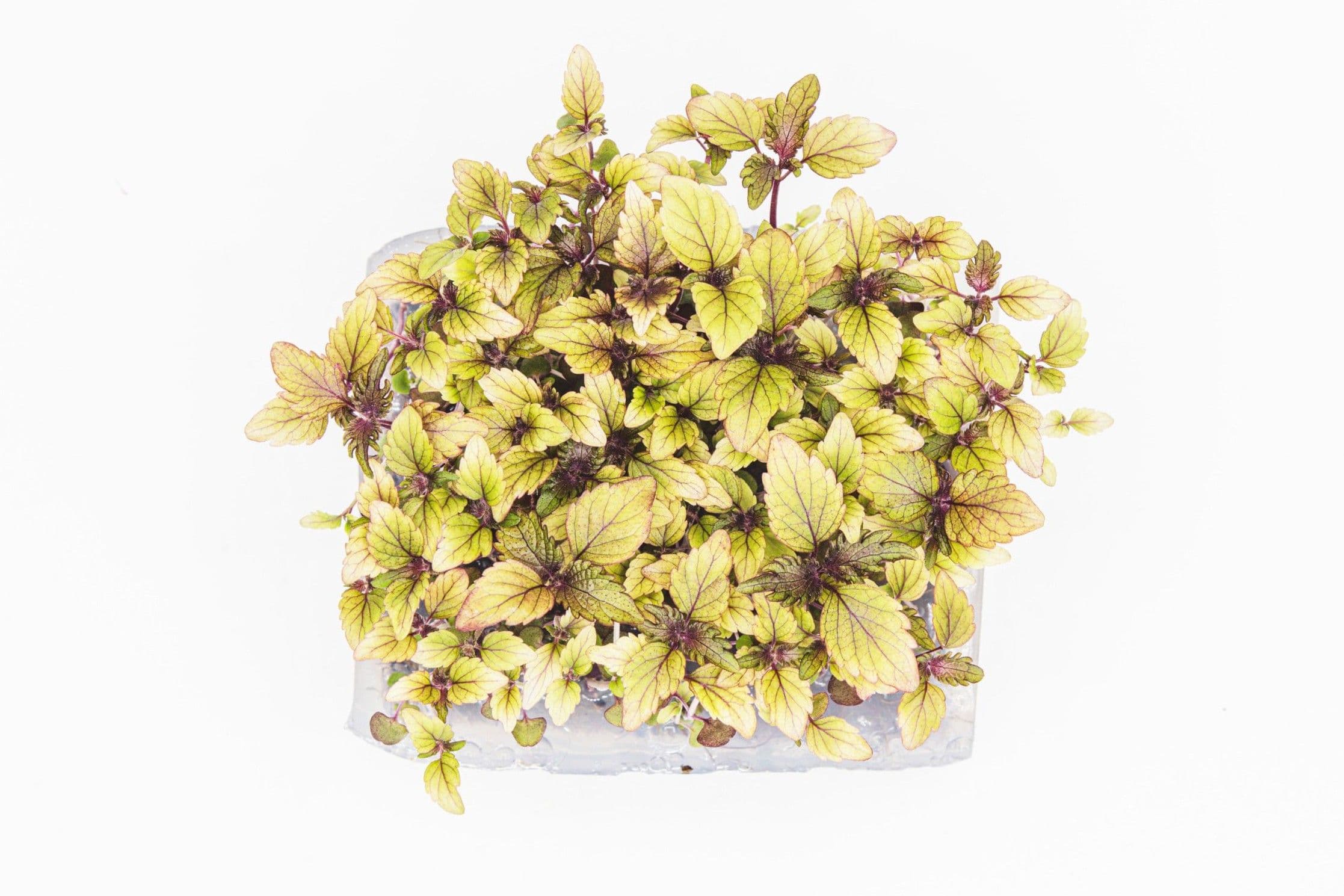 Shiso Kimi, photo 2