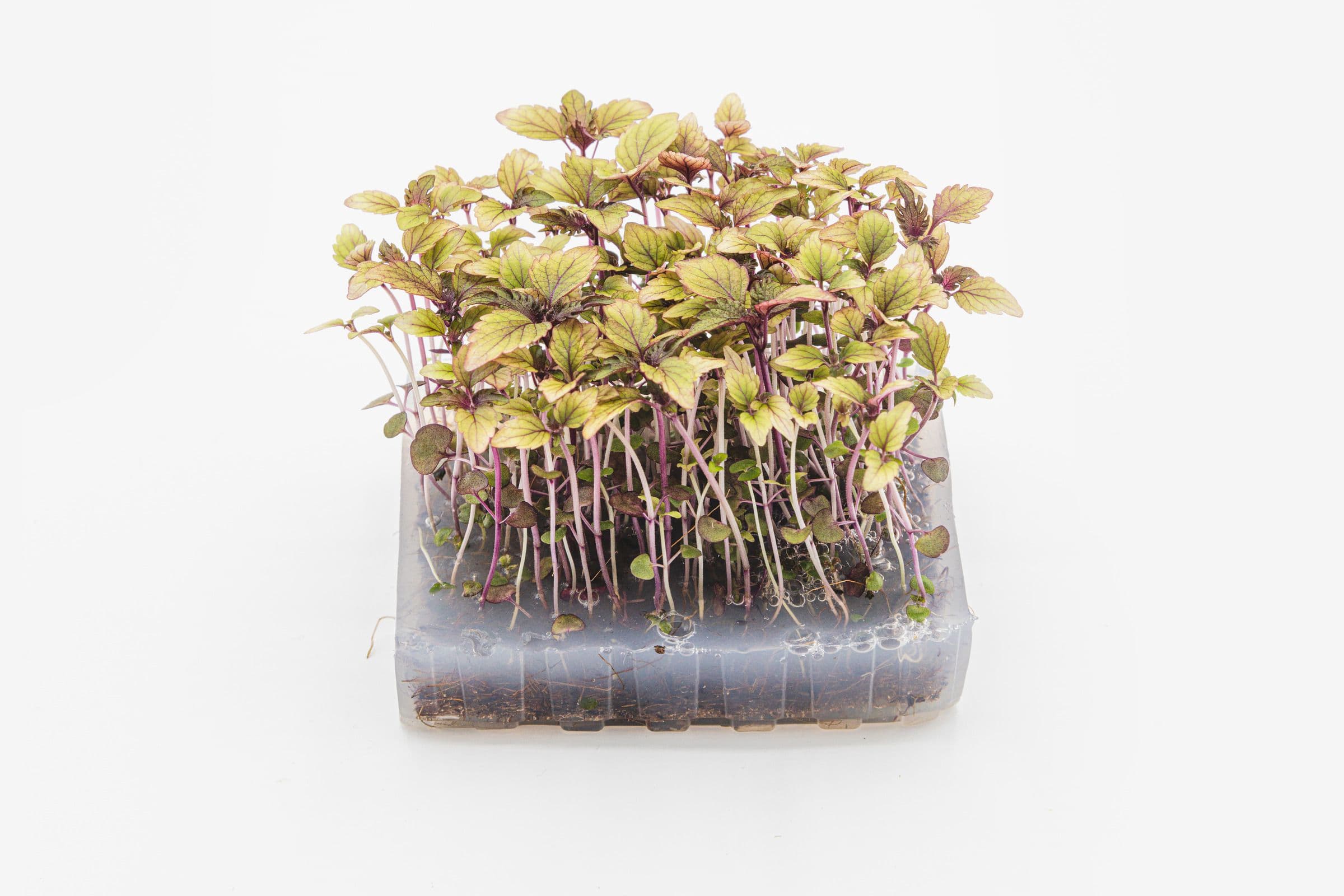 Shiso Kimi