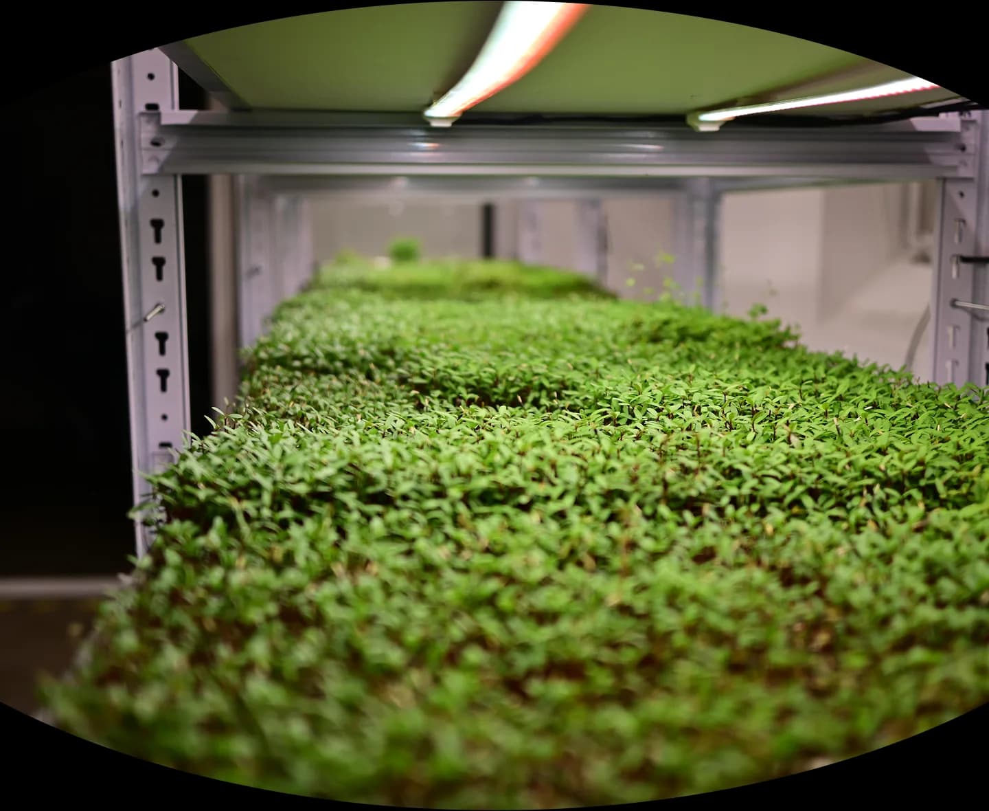 Ferme verticale GreenLab