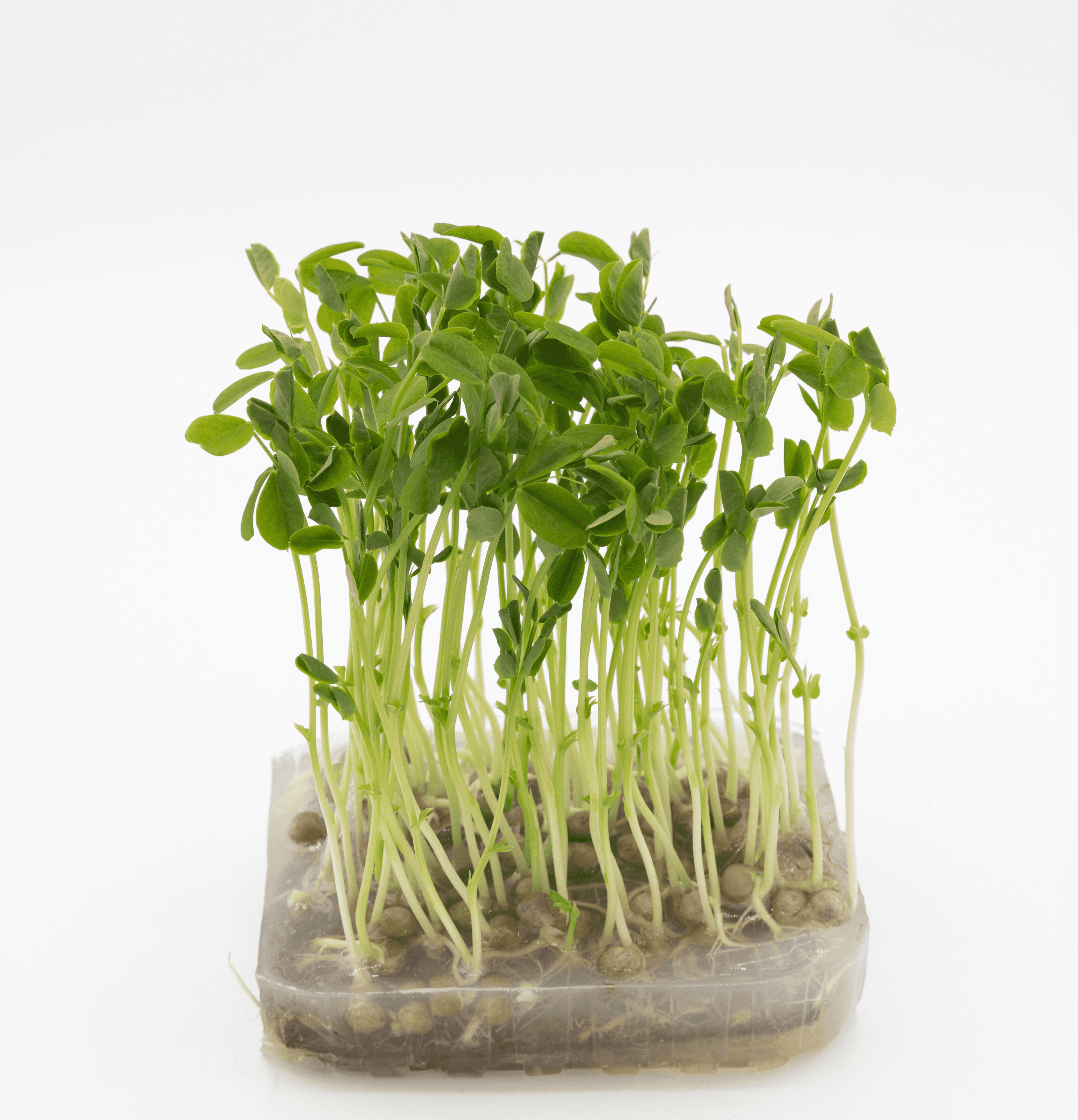 Micro-pousse de Pois Dunn