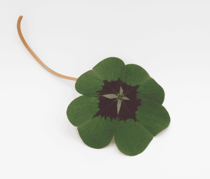 Micro-pousse de Oxalis Deppeï