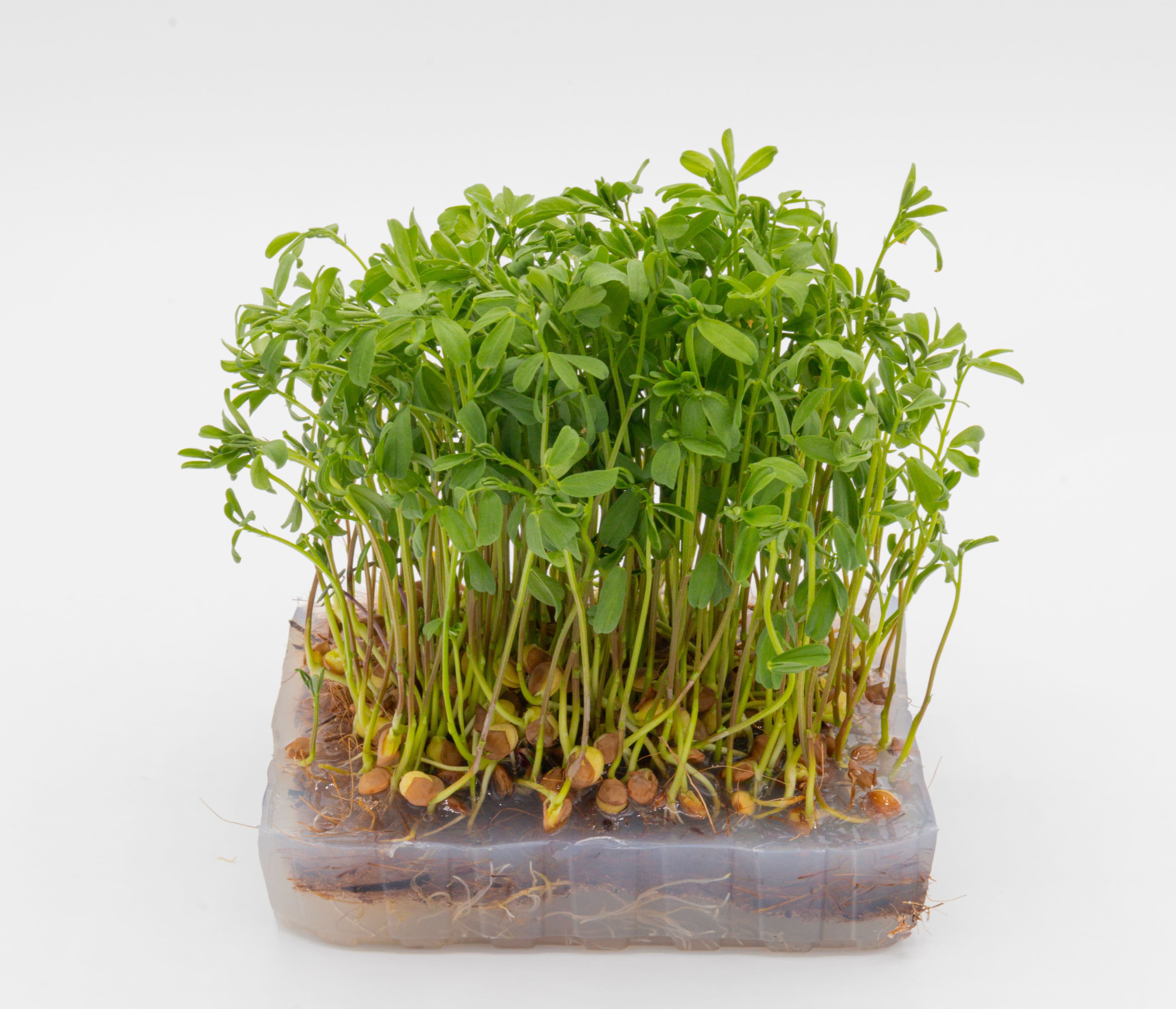 Micro-pousse de Lentille