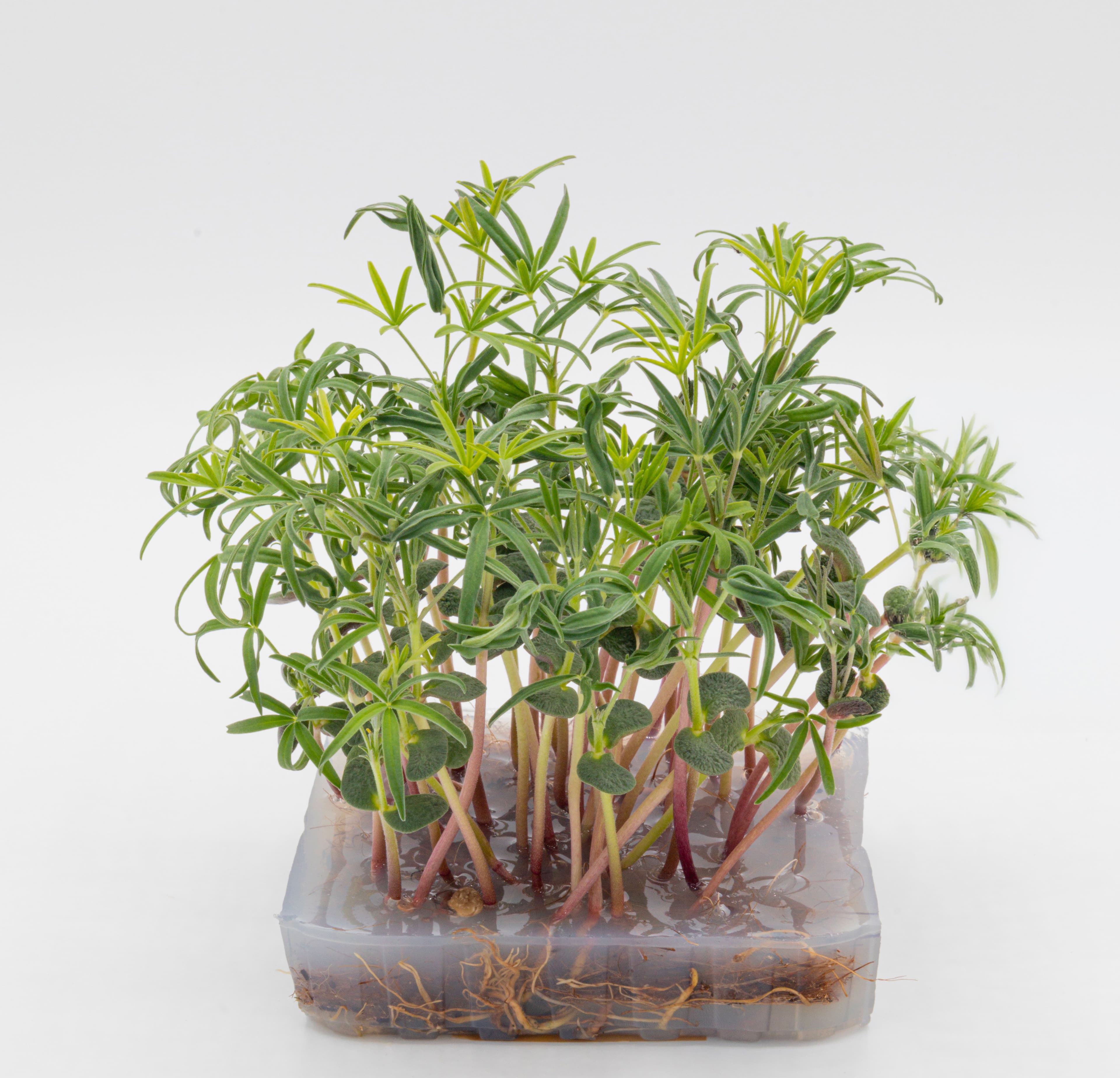 Micro-pousse de Lupin