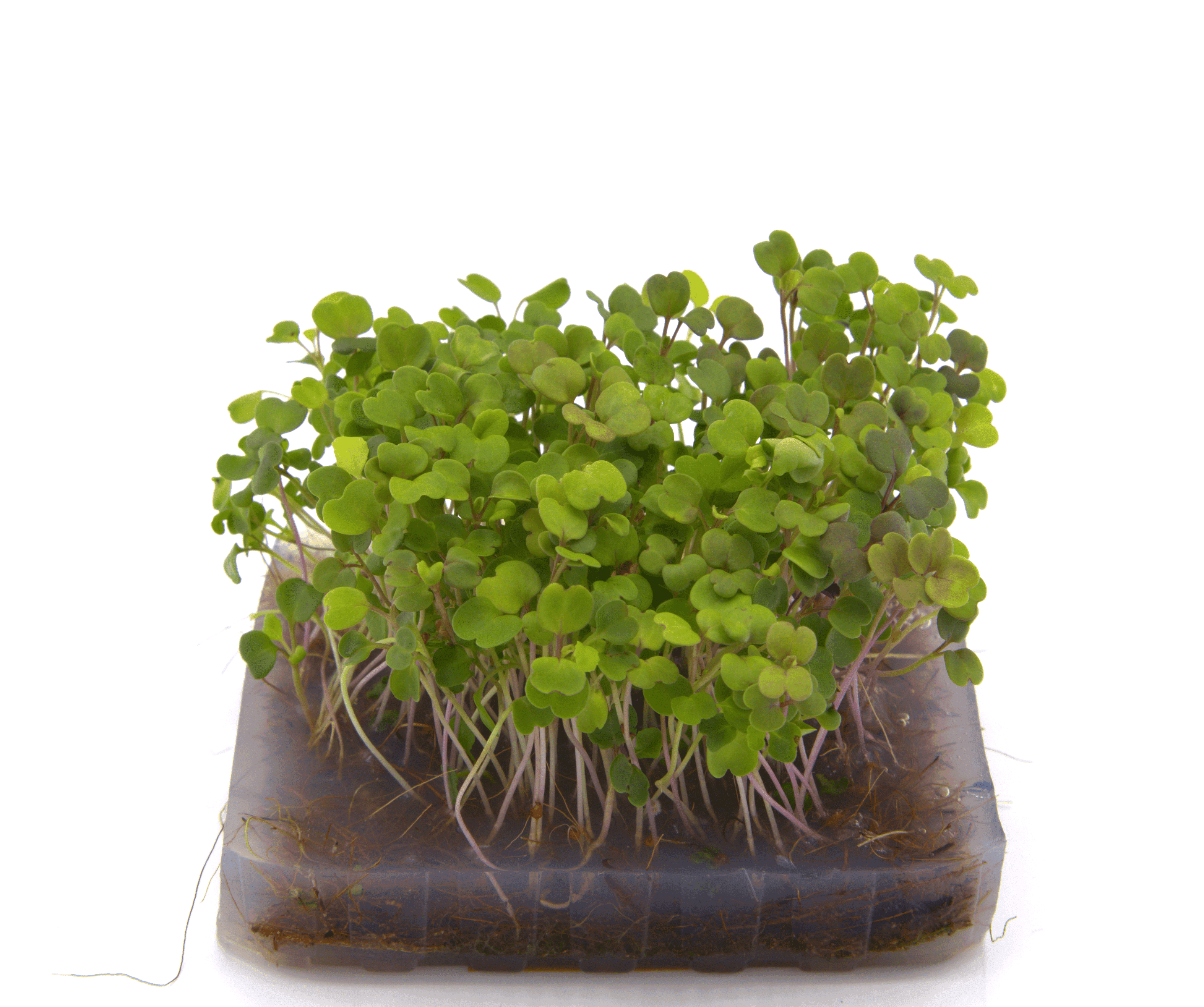 Micro-pousse de Roquette