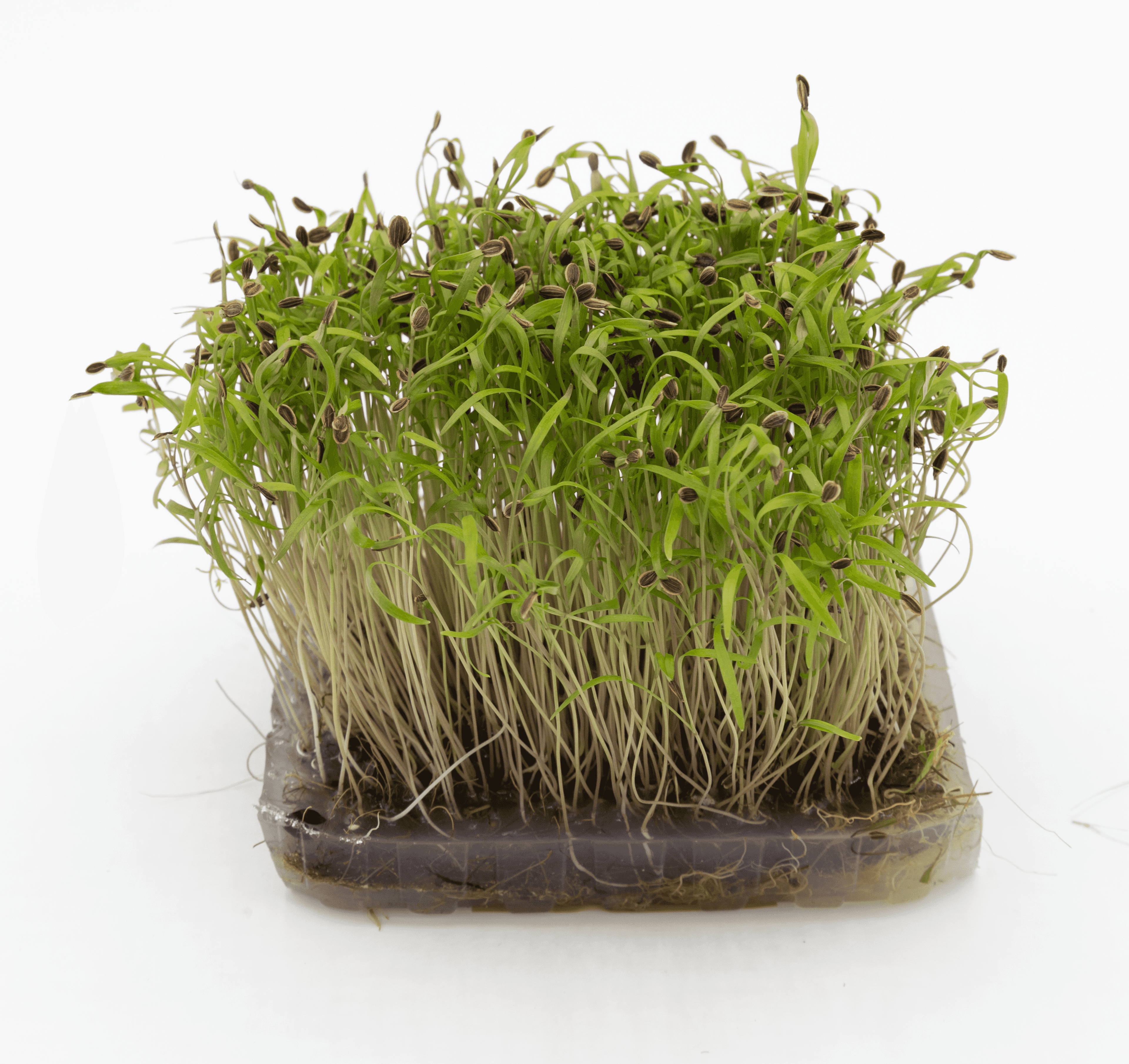 Micro-pousse de Aneth